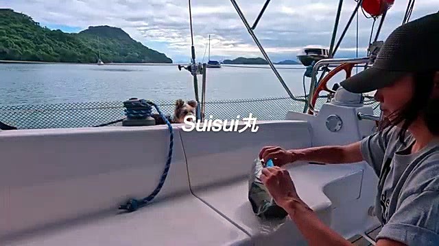 [Real Yacht Life] Little hacks for comfortable living at sea｜A vlog of a couple and their dog Maru-chan｜Tonight's dinner is Hamburg steak
