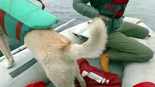 Life in Greenland - Our Dog is Having Surgery
